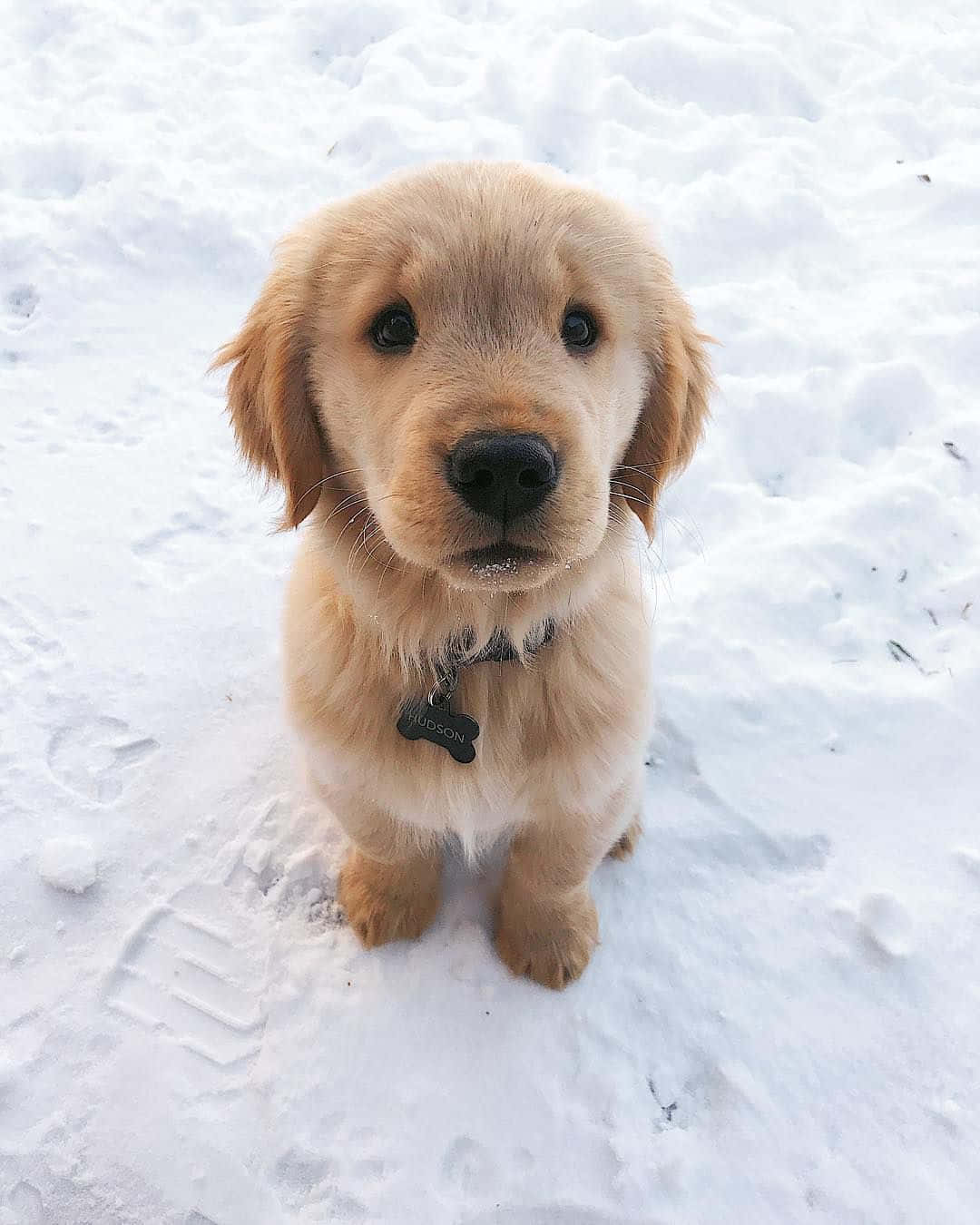 Snow Golden Retriever Puppy Picture