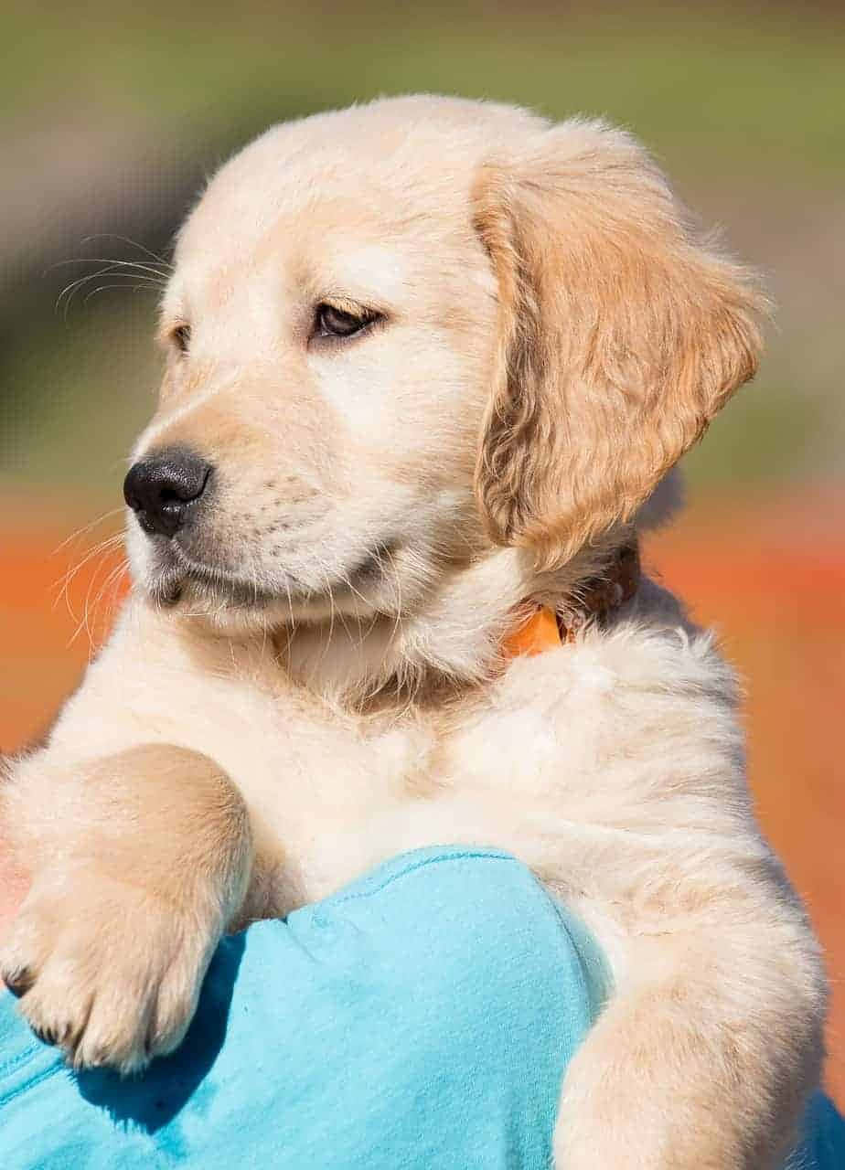Adorable Golden Retriever Puppy Picture