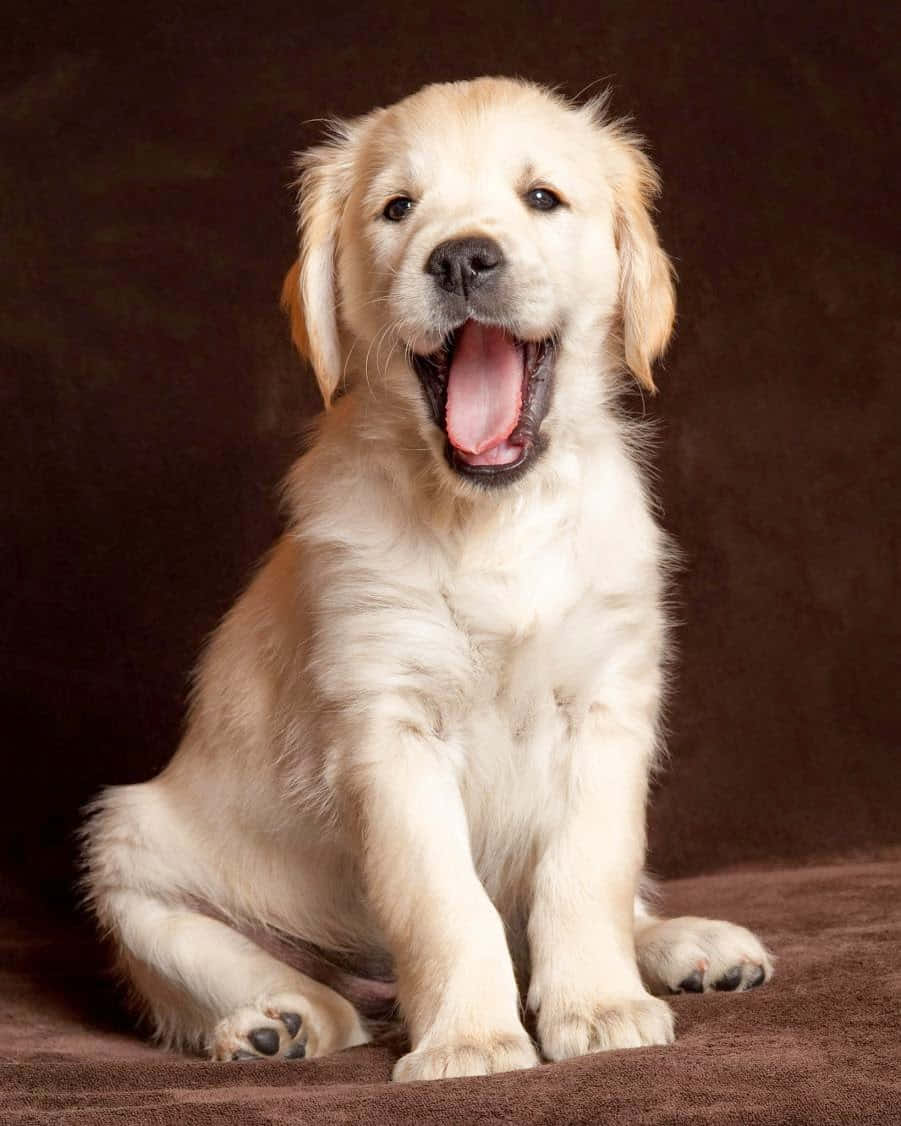 Golden Retriever Puppy Yawning Picture