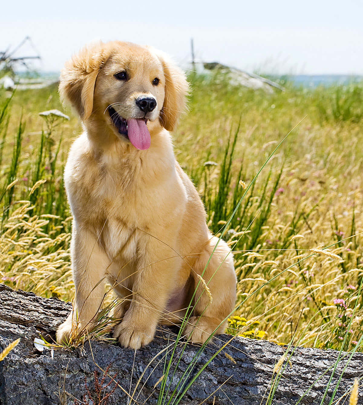 Golden Retriever Puppy Wood Picture