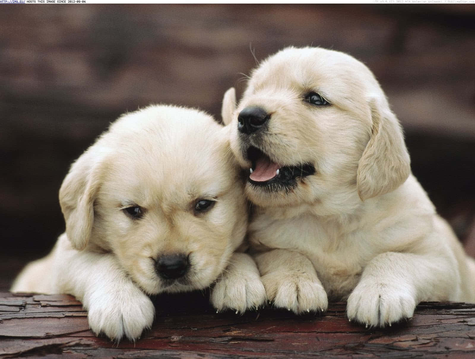 Golden Retriever Puppy Pictures 1600 X 1212 Picture