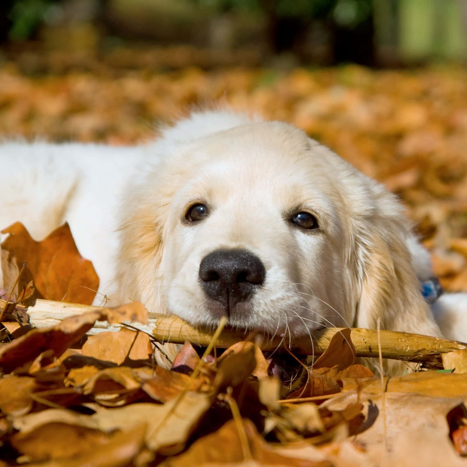 Golden Retriever Puppy Pictures 1600 X 1600 Picture