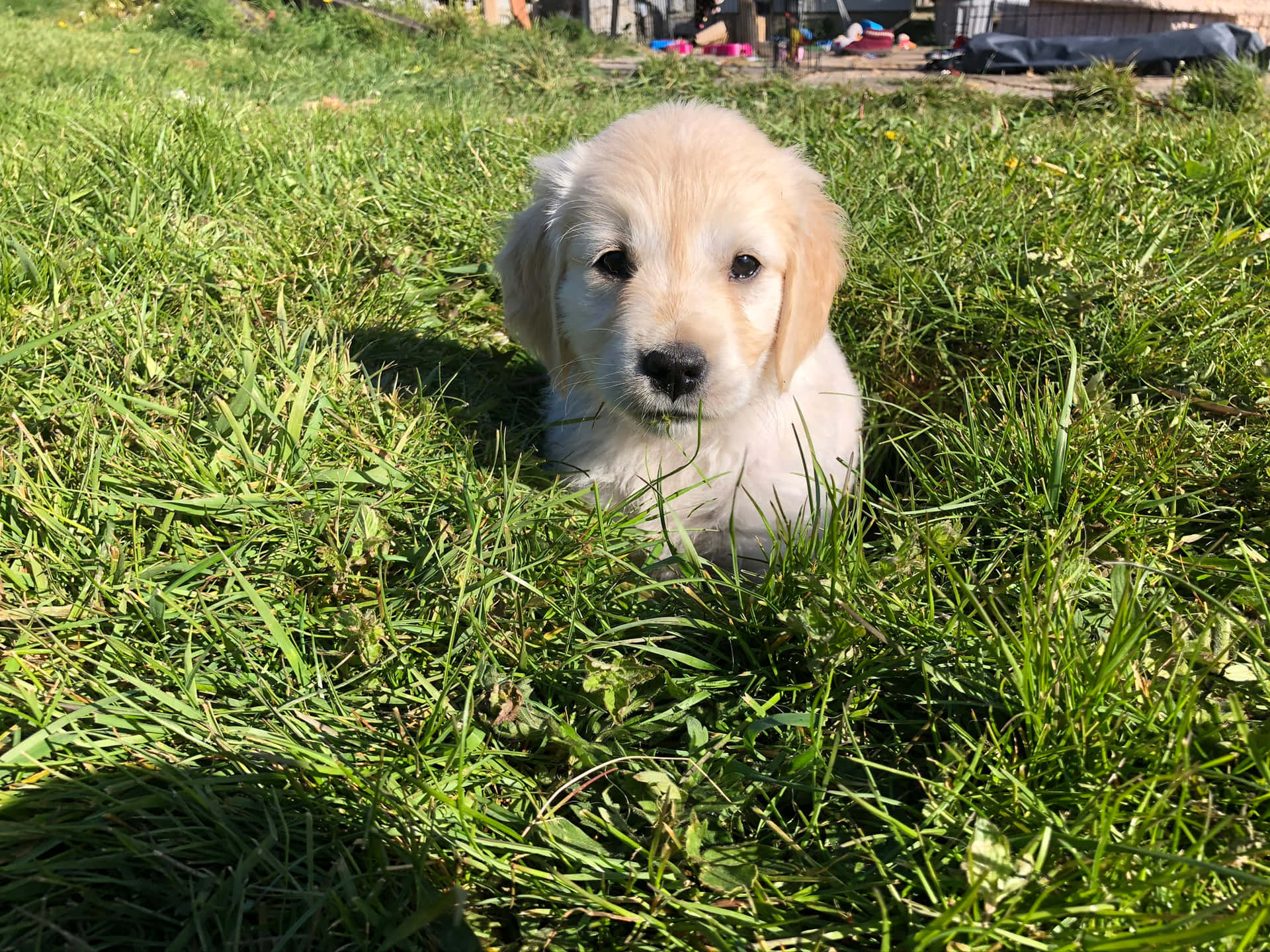 Golden Retriever Puppy Pictures 2048 X 1536 Picture