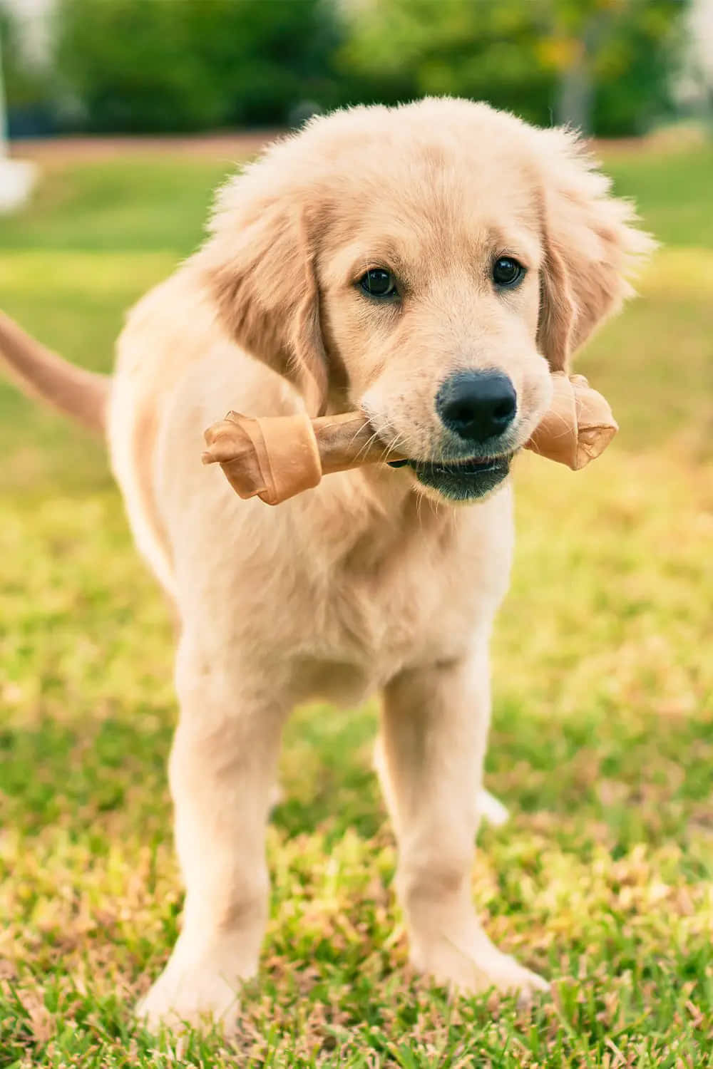 Golden Retriever Puppy Pictures 1000 X 1500 Picture