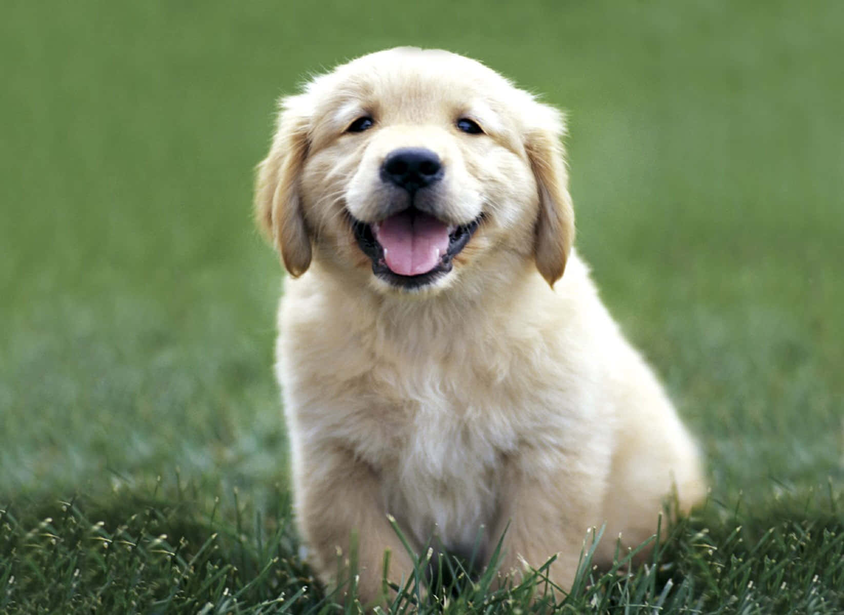 Golden Retriever Puppy Pictures 1646 X 1200 Picture