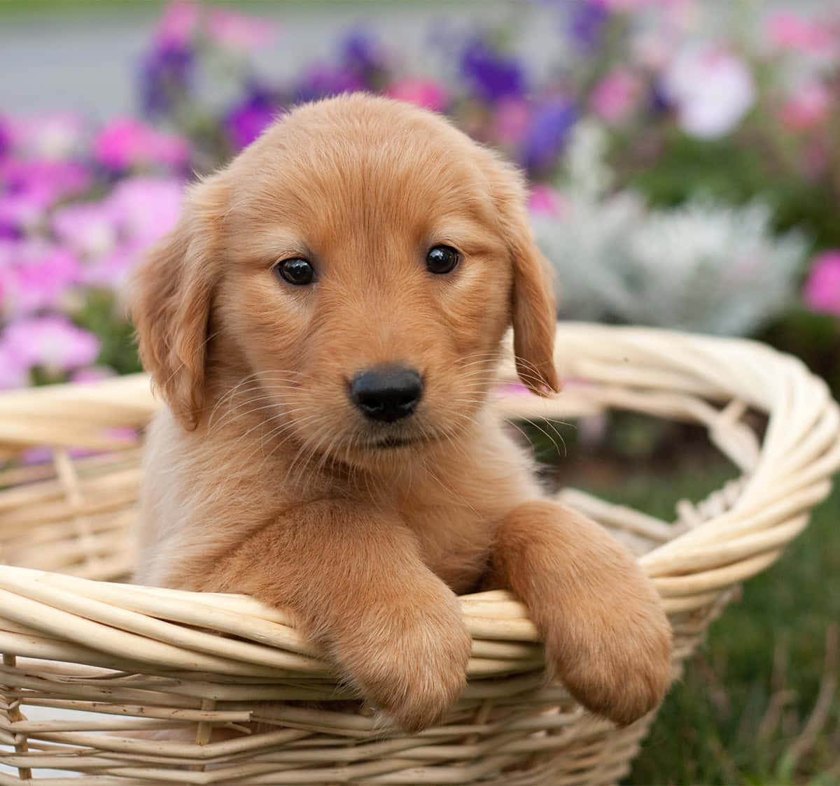 Golden Retriever Puppy Pictures 1200 X 1124 Picture