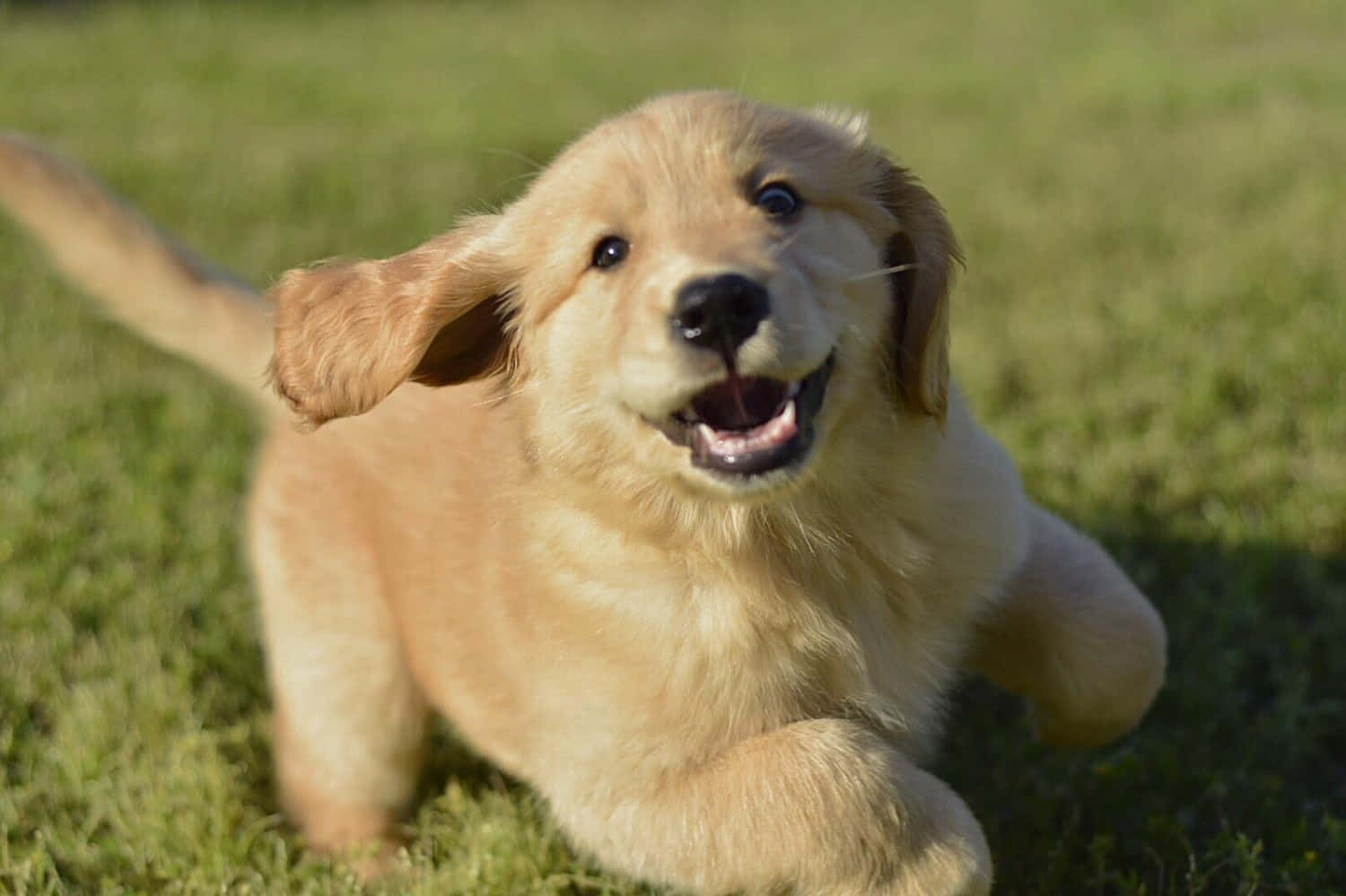 Golden Retriever Puppy Pictures 1500 X 999 Picture