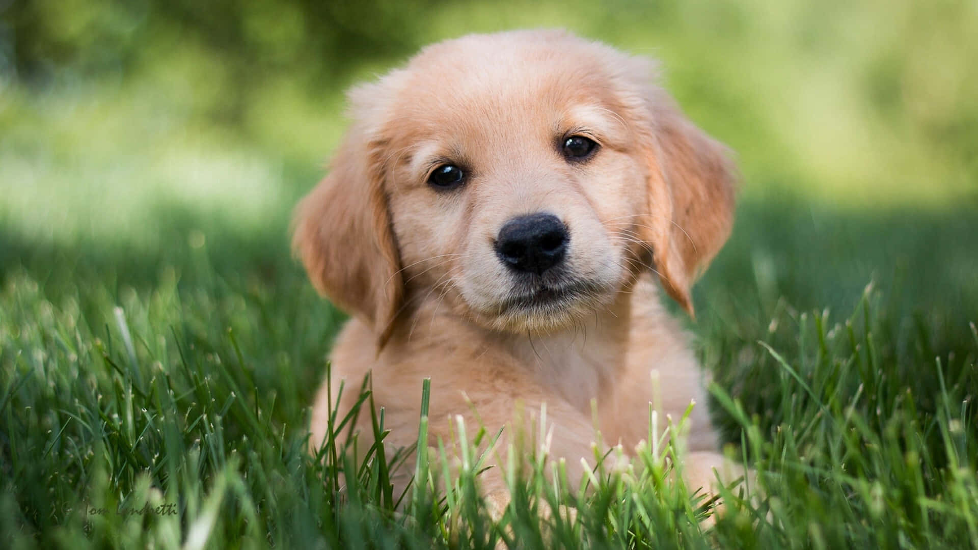 Golden Retriever Puppy Pictures 2560 X 1440 Picture