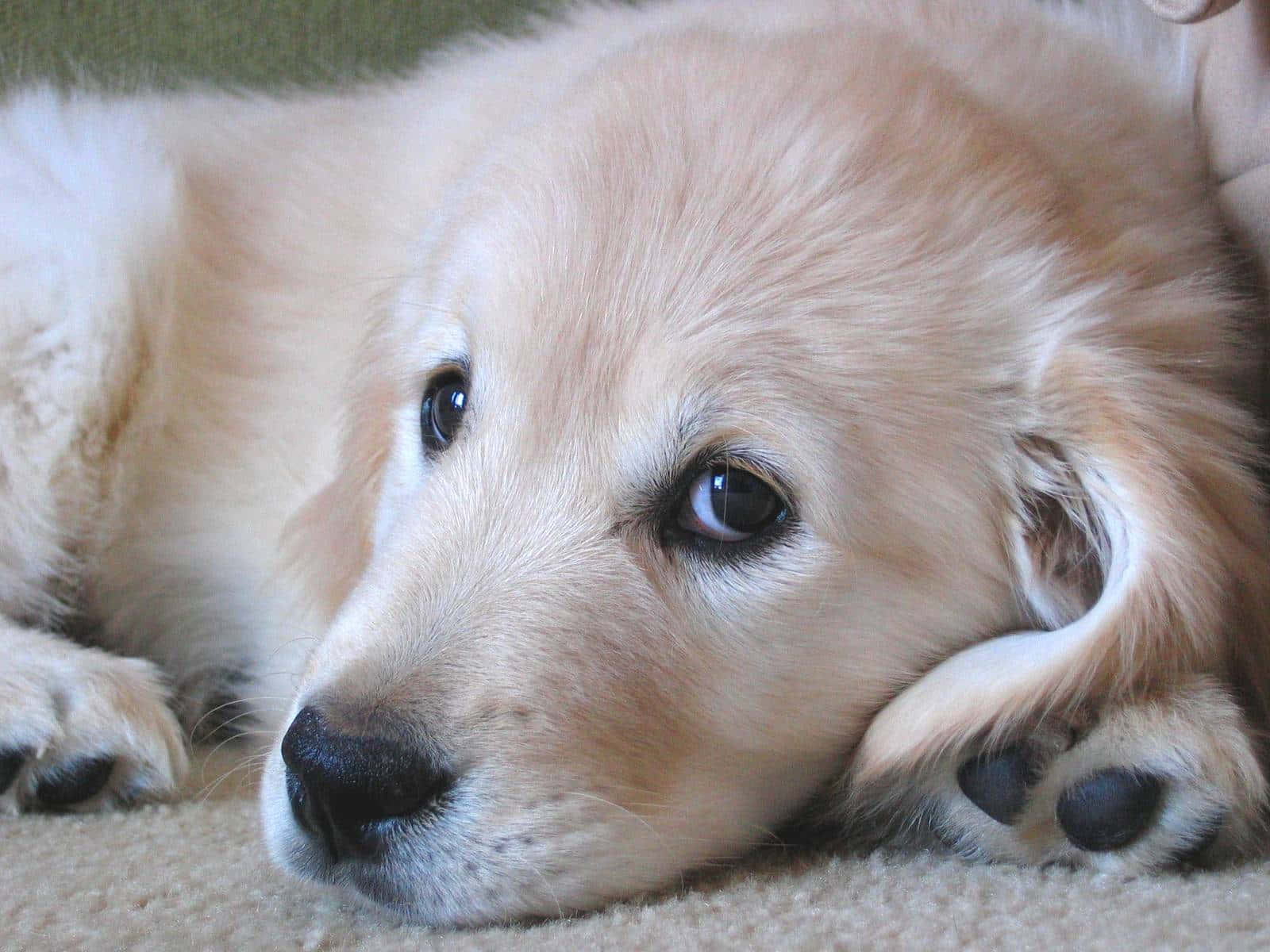 Golden Retriever Puppy Pictures 1600 X 1200 Picture