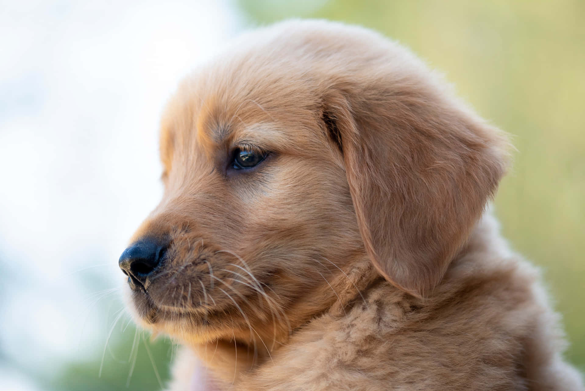 Golden Retriever Puppy Pictures 2048 X 1369 Picture