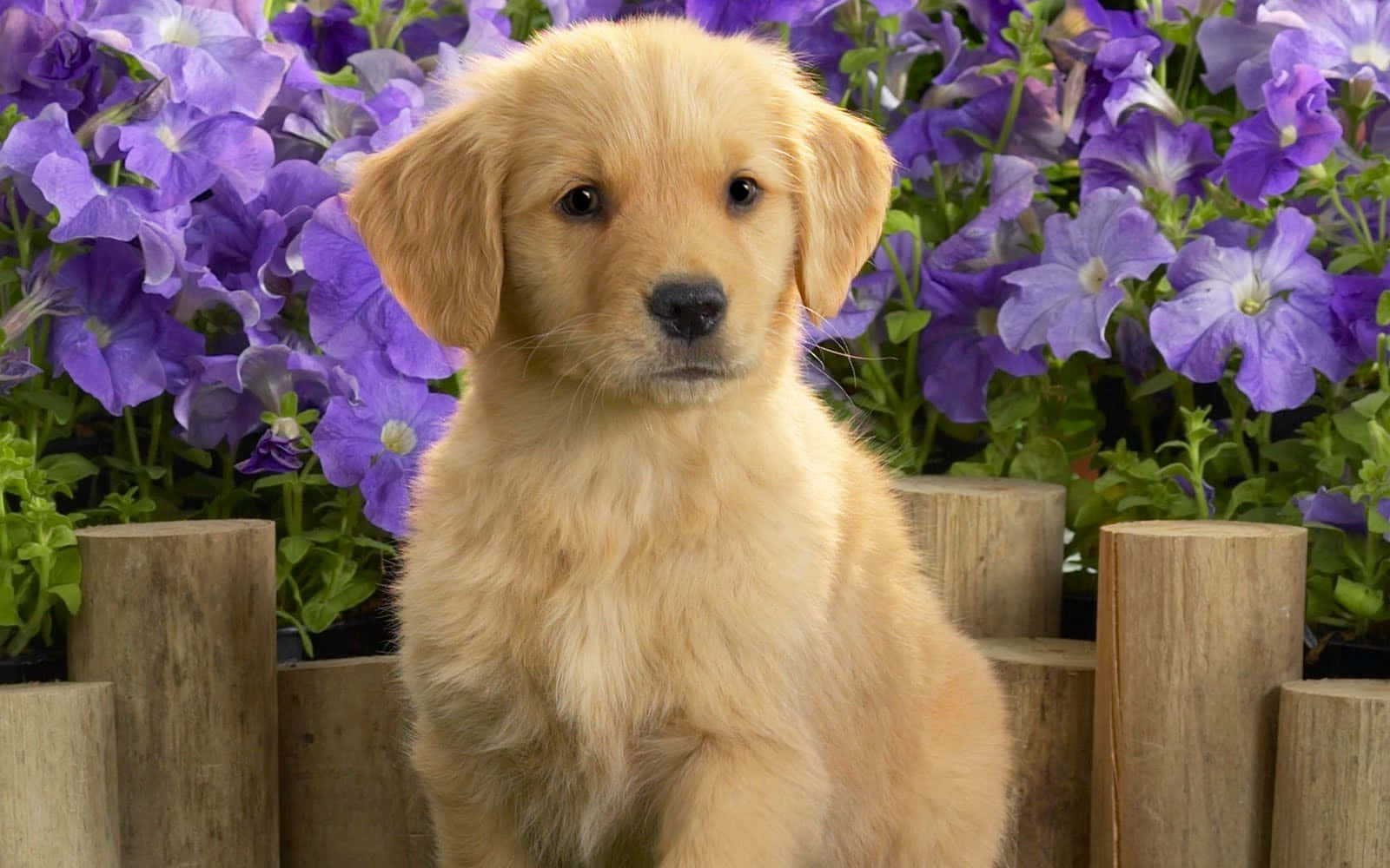 Golden Retriever Puppy Pictures 1600 X 1000 Picture