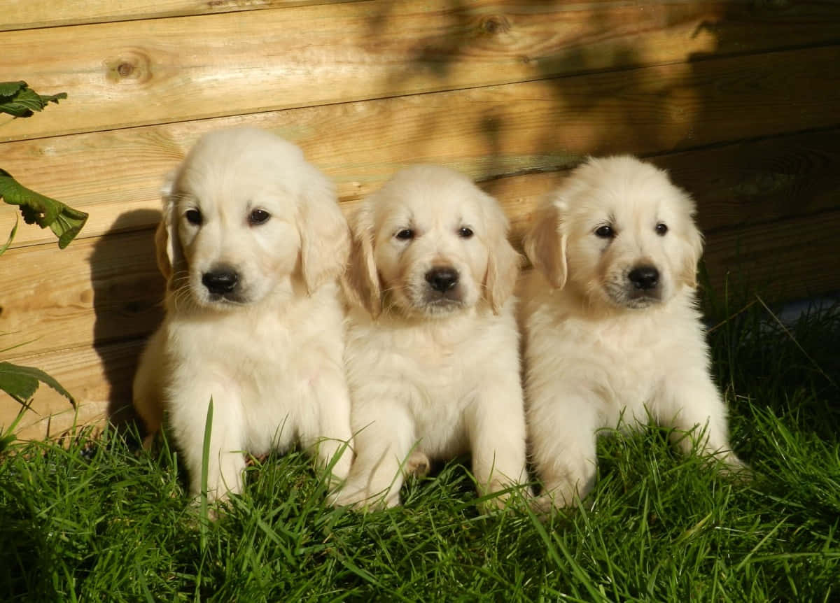 Golden Retriever Puppy Pictures 1200 X 862 Picture