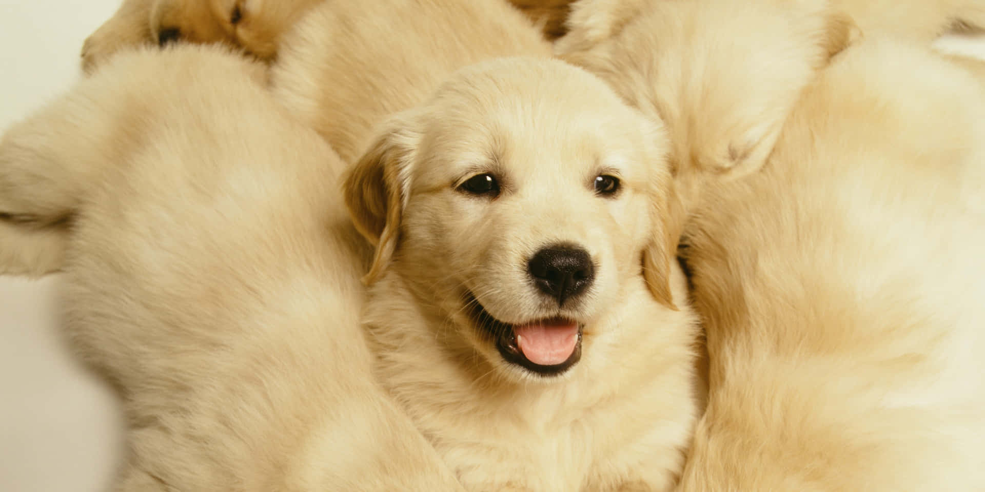 Golden Retriever Puppy Pictures 2000 X 1000 Picture