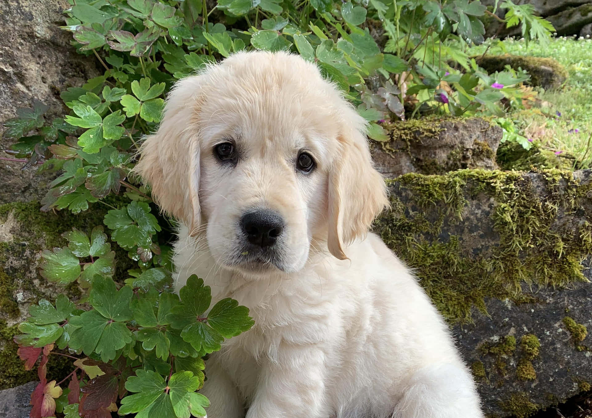 Golden Retriever Puppy Pictures 3015 X 2128 Picture