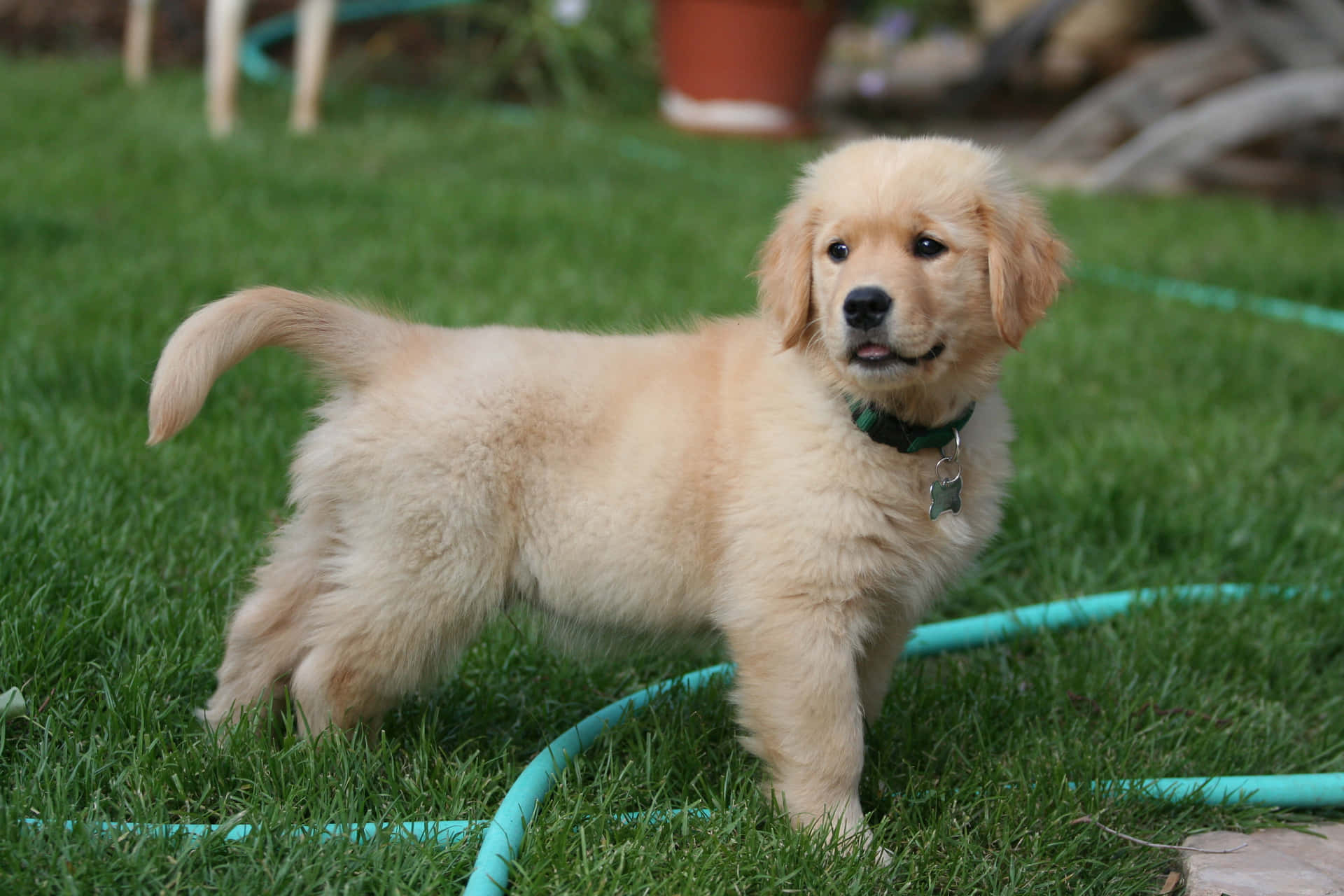 Golden Retriever Puppy Pictures 3456 X 2304 Picture
