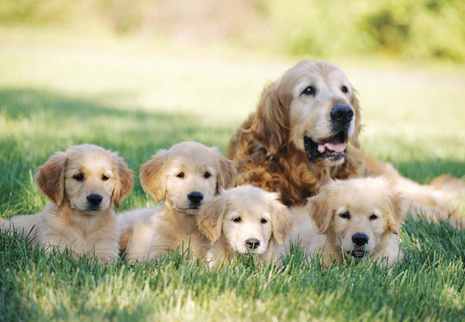 Golden Retriever Puppy Pictures 1600 X 1108 Picture