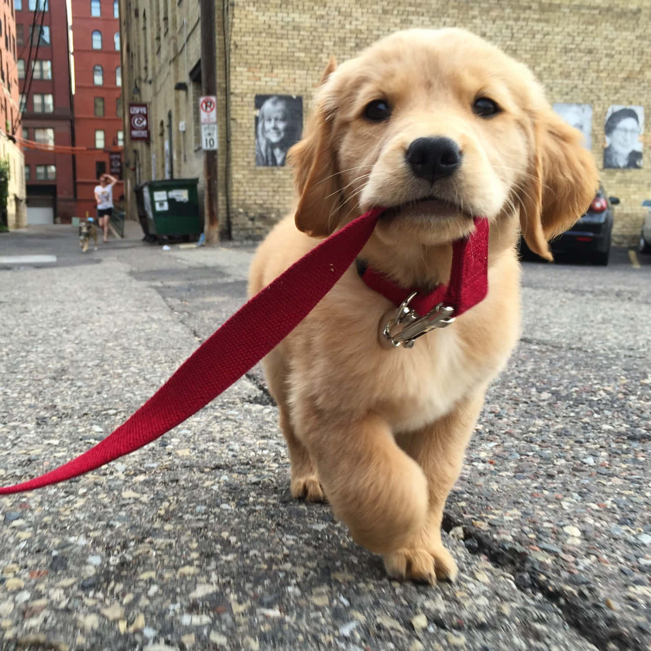 Golden Retriever Puppy Pictures 1280 X 1280 Picture