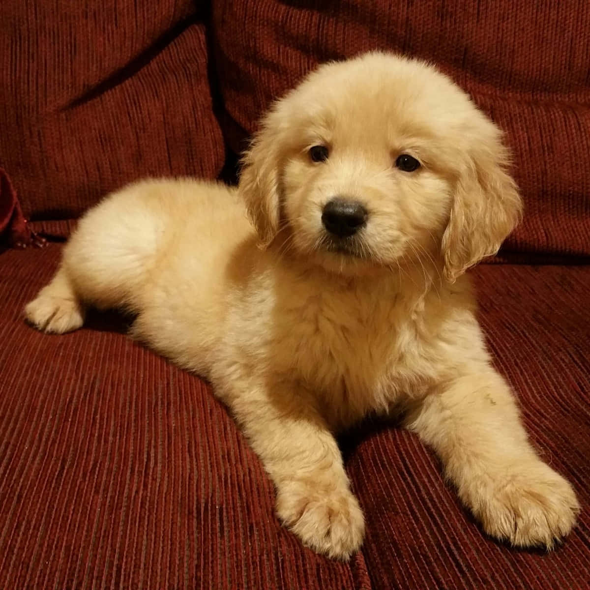 Golden Retriever Puppy Pictures 1200 X 1200 Picture