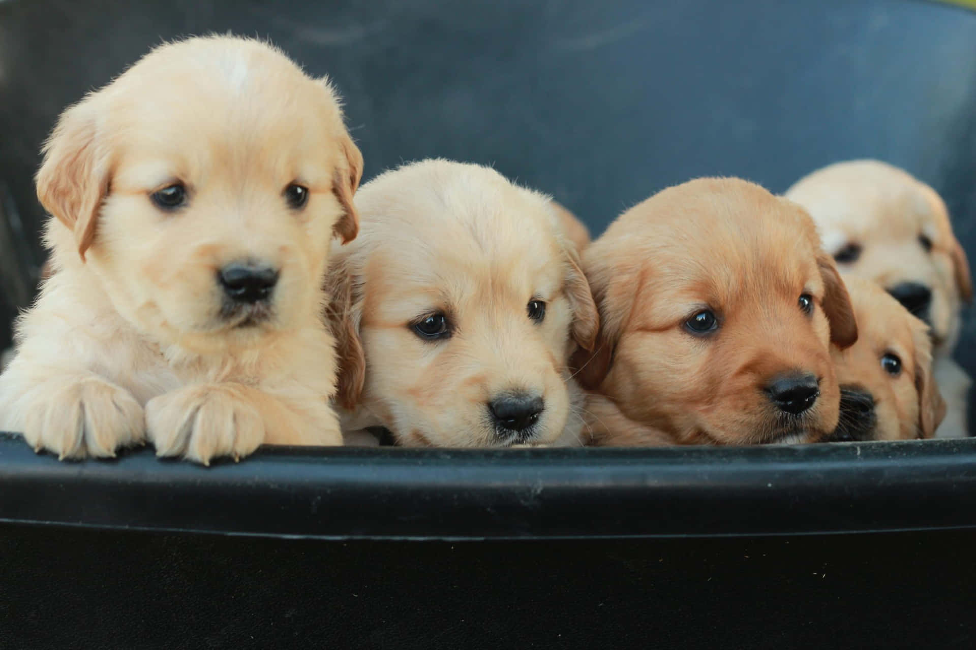 Golden Retriever Puppy Pictures 2000 X 1333 Picture
