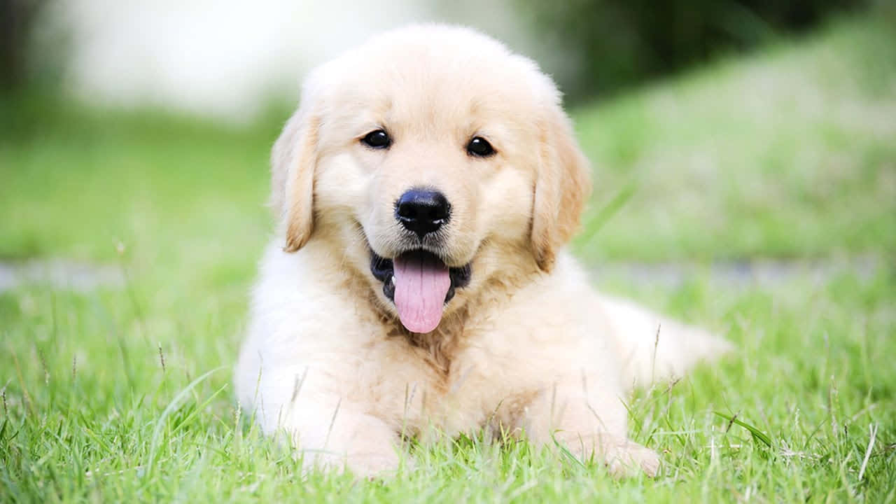 Golden Retriever Puppy Pictures 1280 X 720 Picture