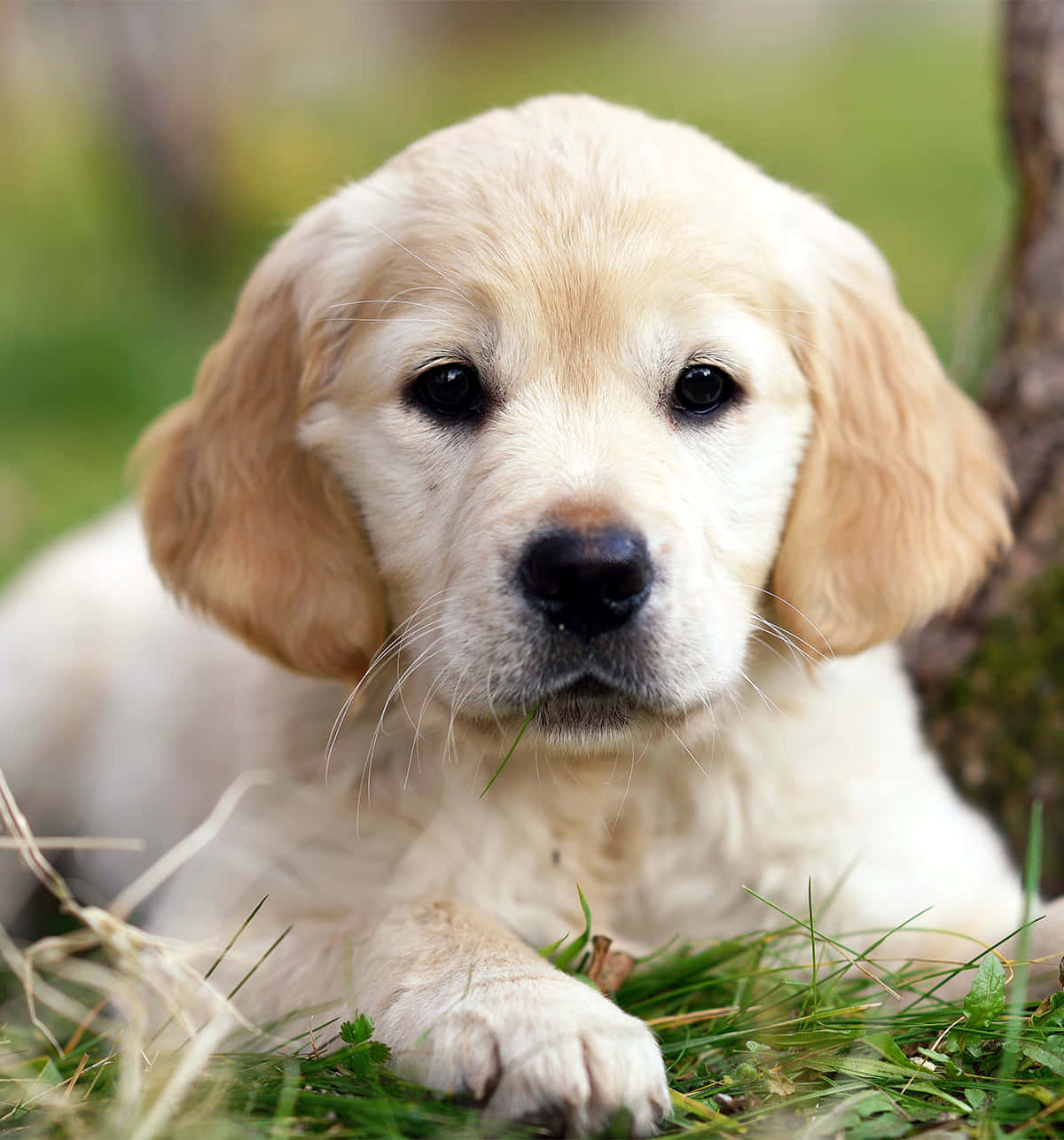 Golden Retriever Puppy Pictures 1200 X 1286 Picture