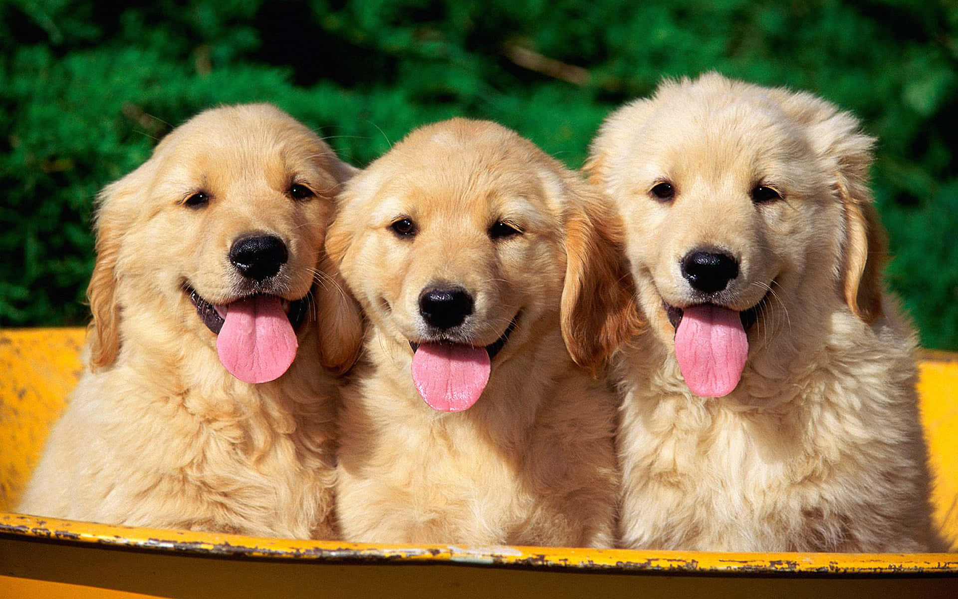 Golden Retriever Puppy Pictures 1920 X 1200 Picture