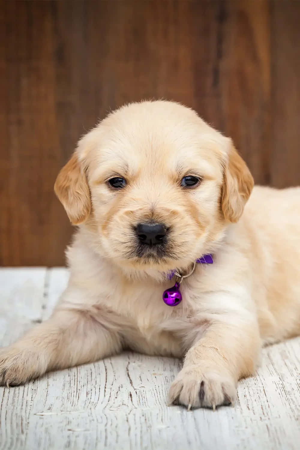Golden Retriever Puppy Pictures 1000 X 1500 Picture