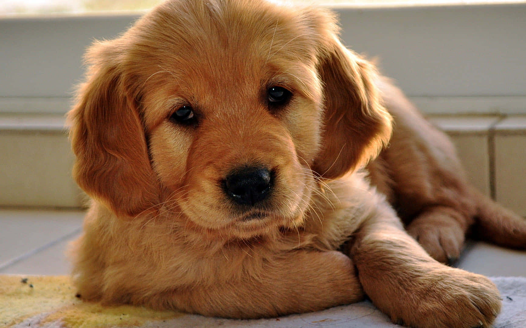 Golden Retriever Puppy Pictures 1730 X 1081 Picture