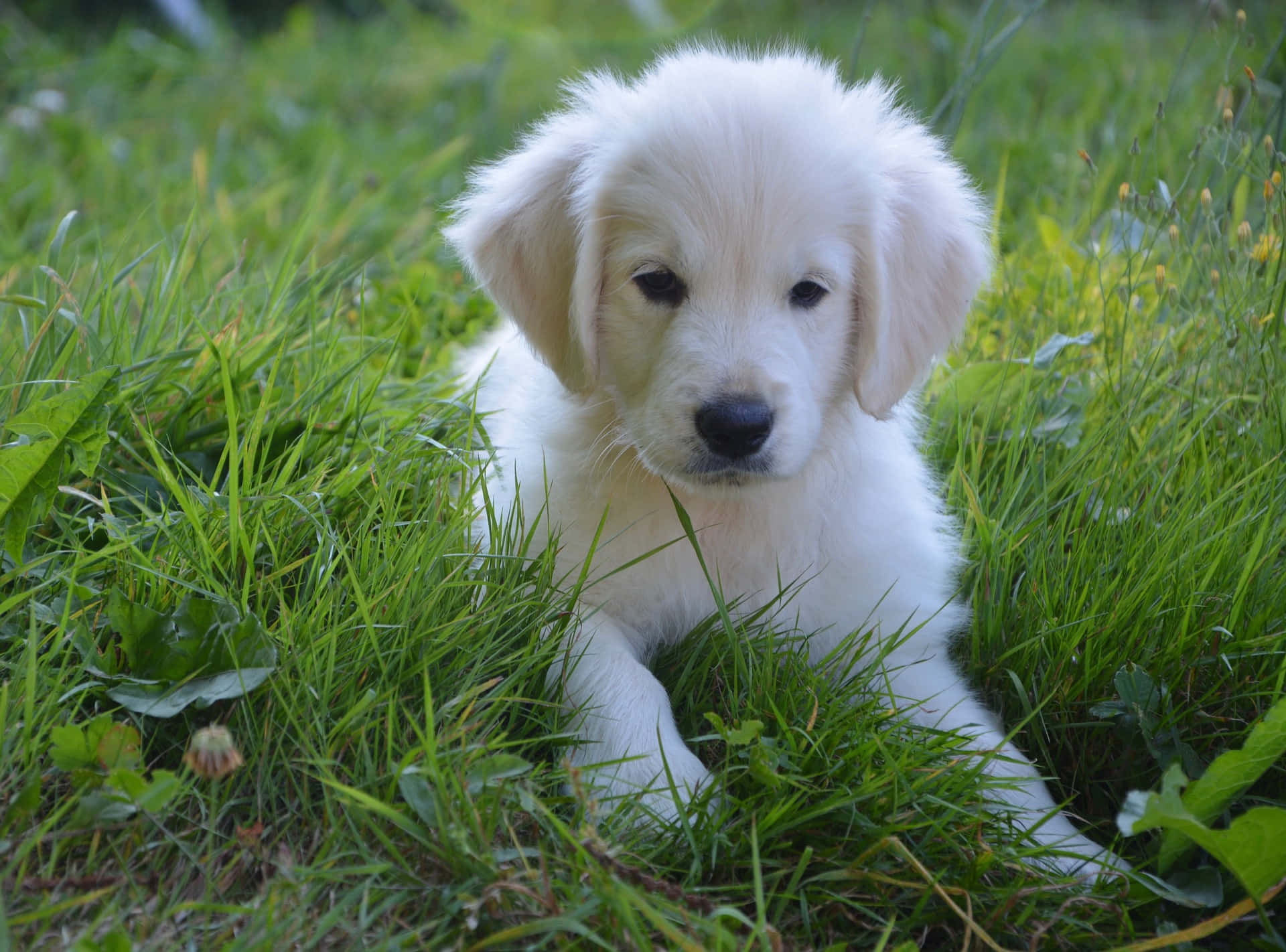 Golden Retriever Puppy Pictures 1920 X 1422 Picture