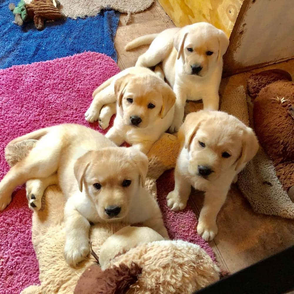 Golden Retriever Puppy Pictures 1000 X 1000 Picture