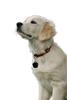 Golden Retriever Puppy Portrait PNG