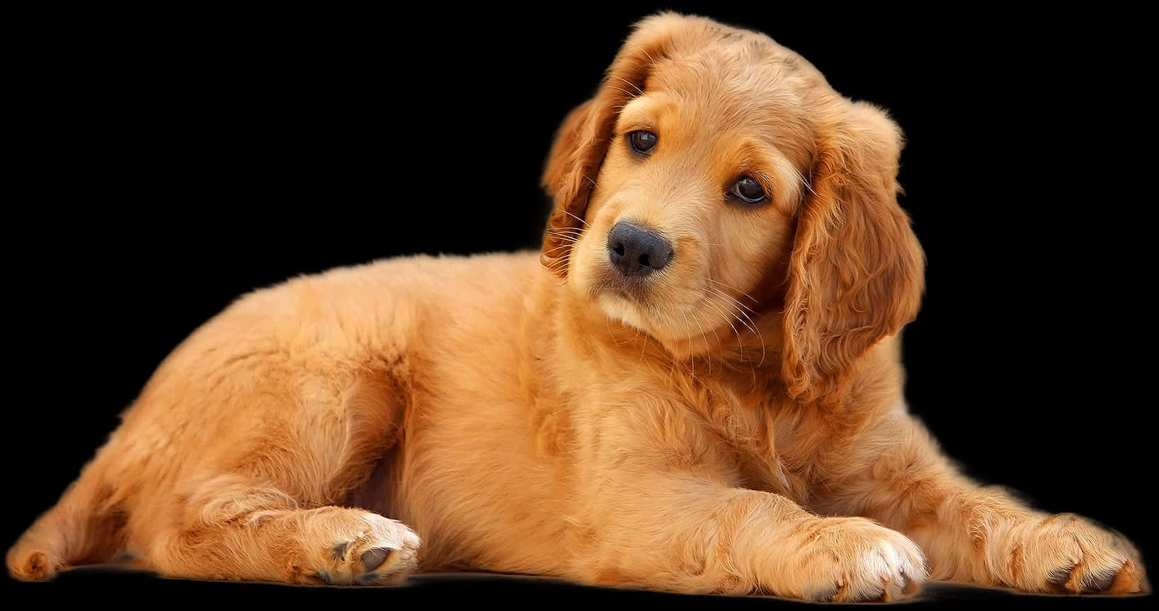 Download Golden Retriever Puppy Relaxing | Wallpapers.com