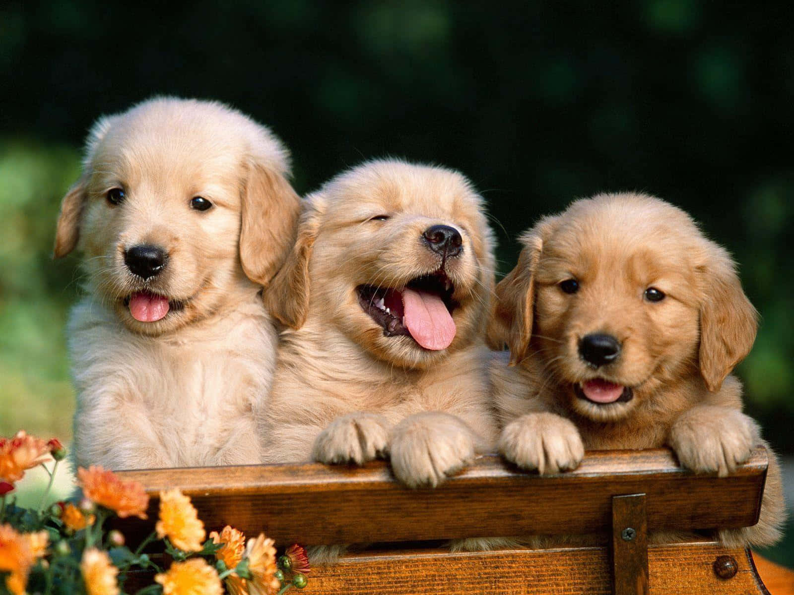 100+] Golden Retriever Puppy Wallpapers | Wallpapers.com