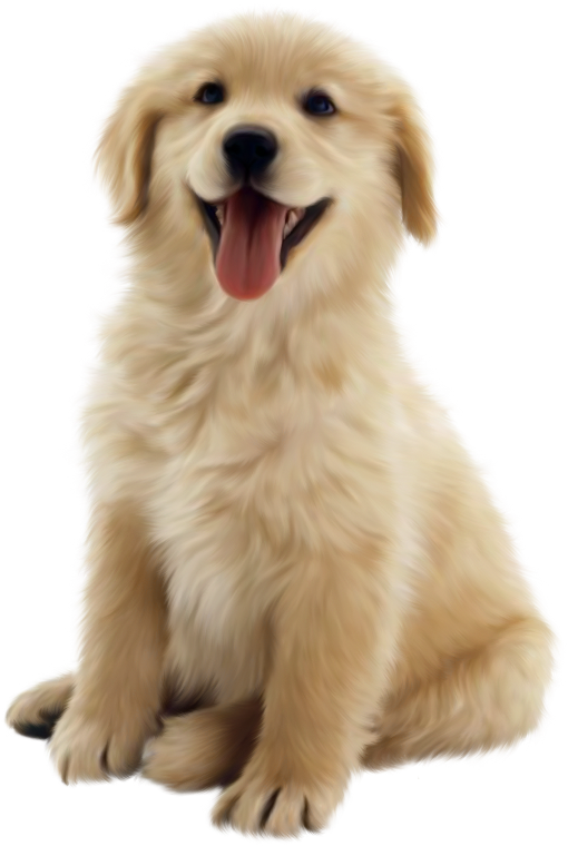 Golden Retriever Puppy Smiling PNG
