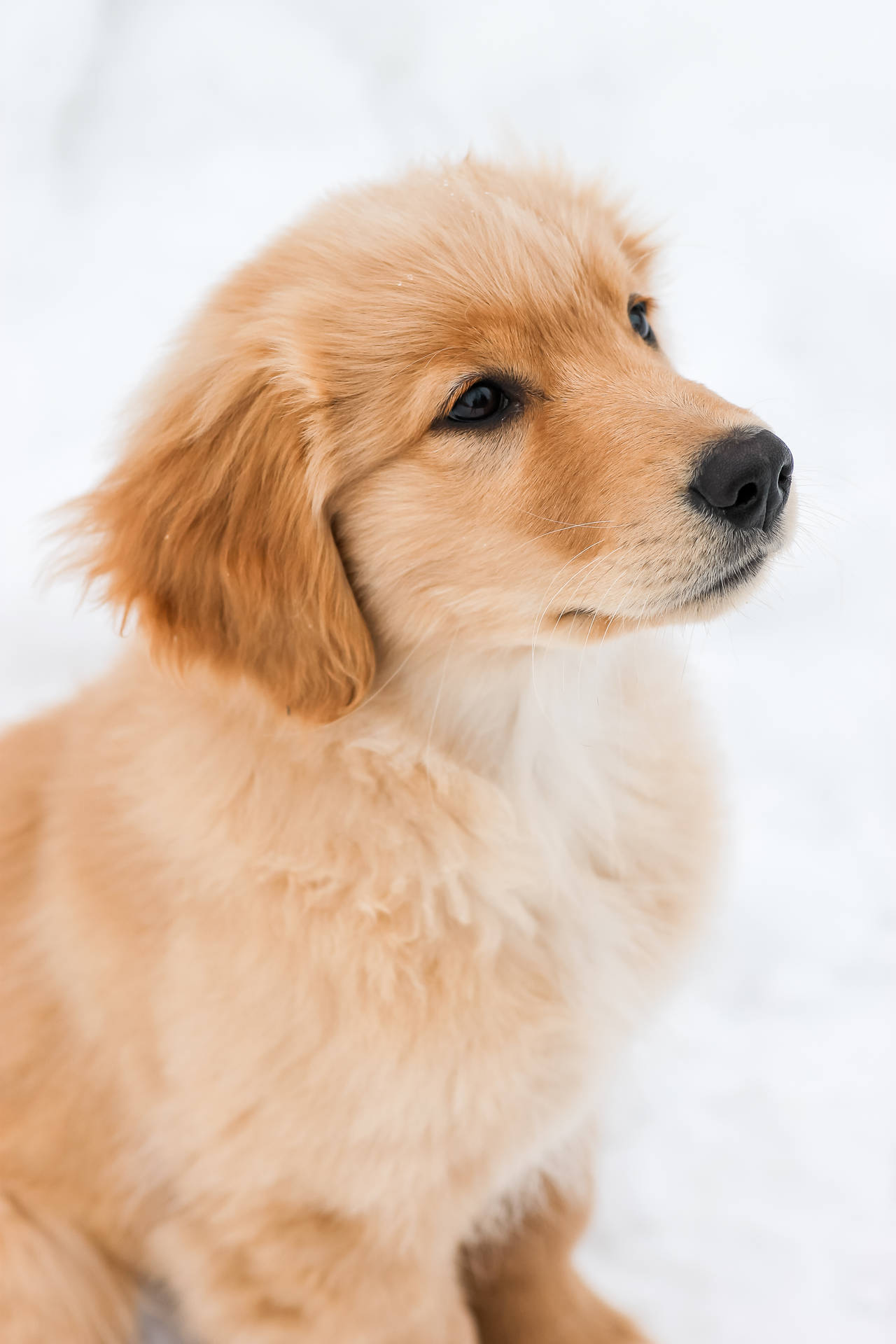Golden Retriever Puppy Snow Day Wallpaper