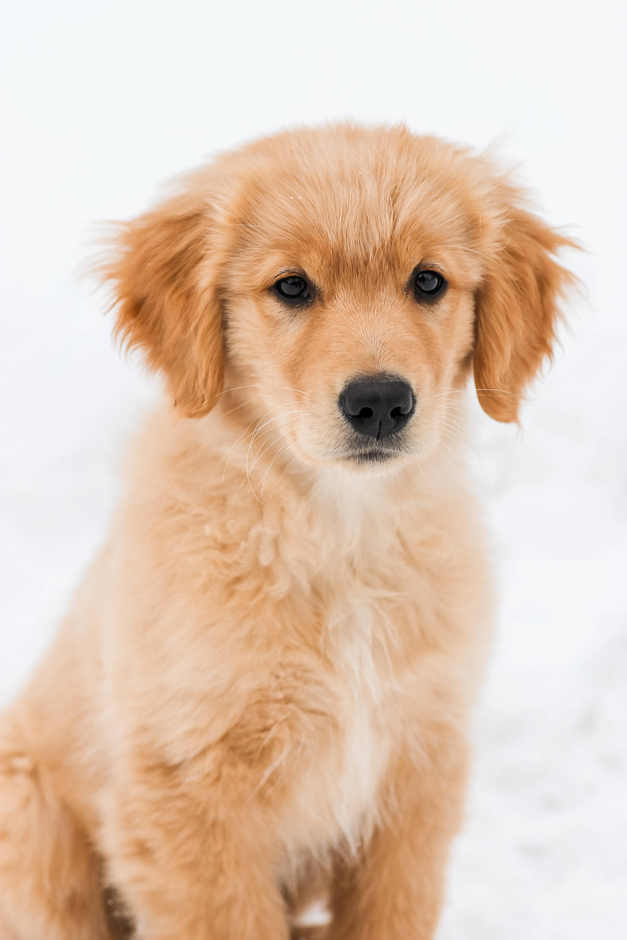 Golden Retriever Puppy Snowy Ground
