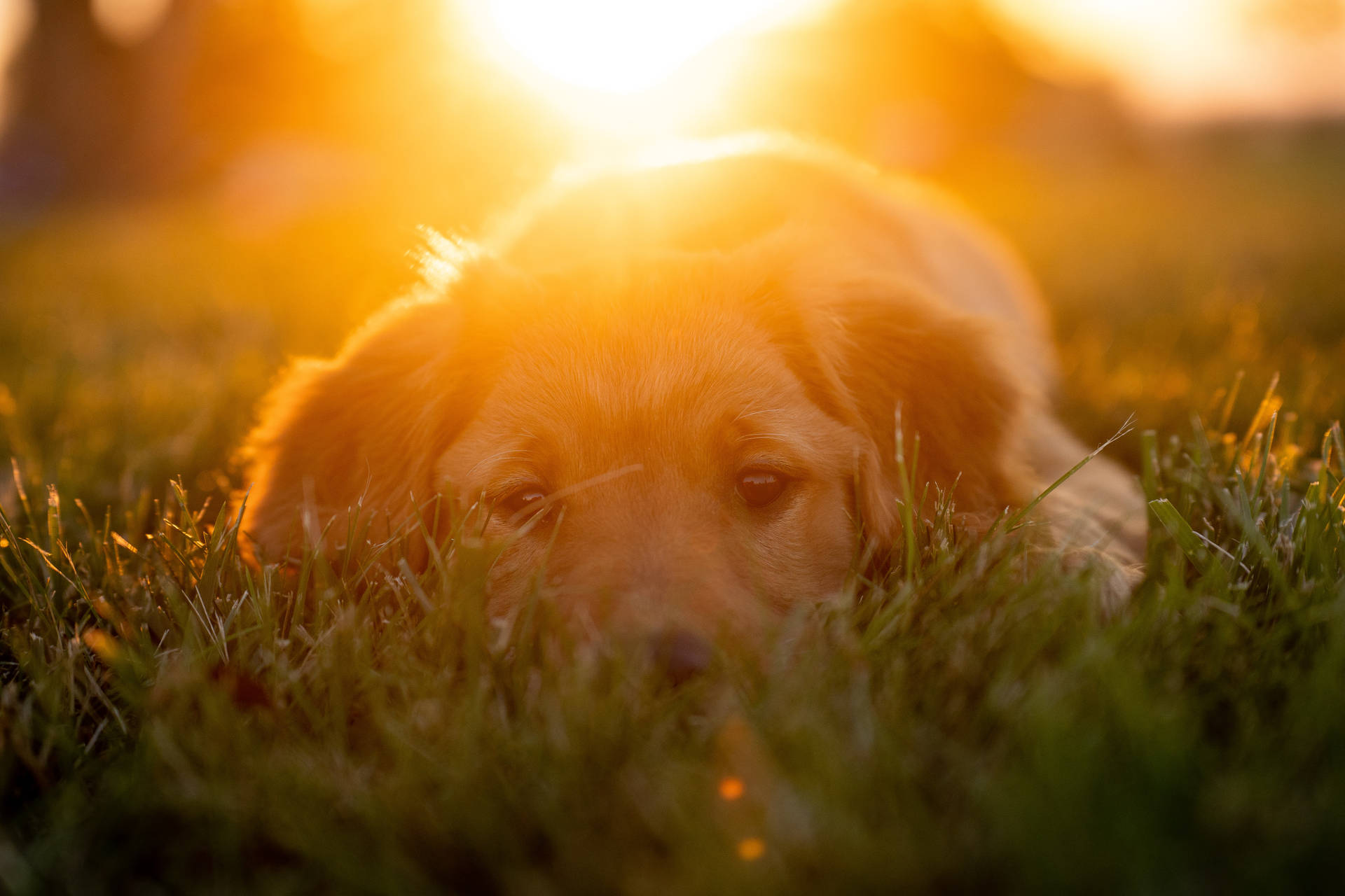 Golden Retriever Puppy Sunset Shot Wallpaper