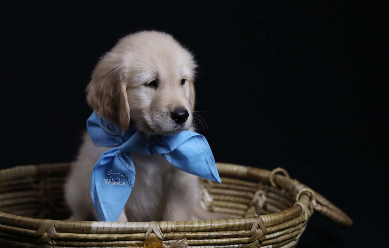 Søt Golden Retriever Valp Bakgrunnsbildet