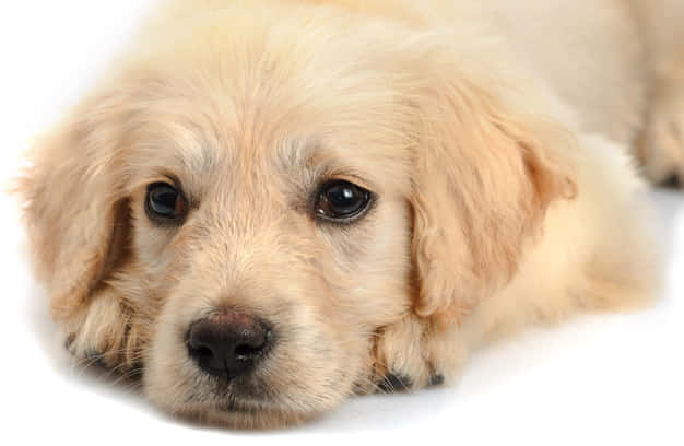 Image  Adorable Golden Retriever Puppy Wallpaper