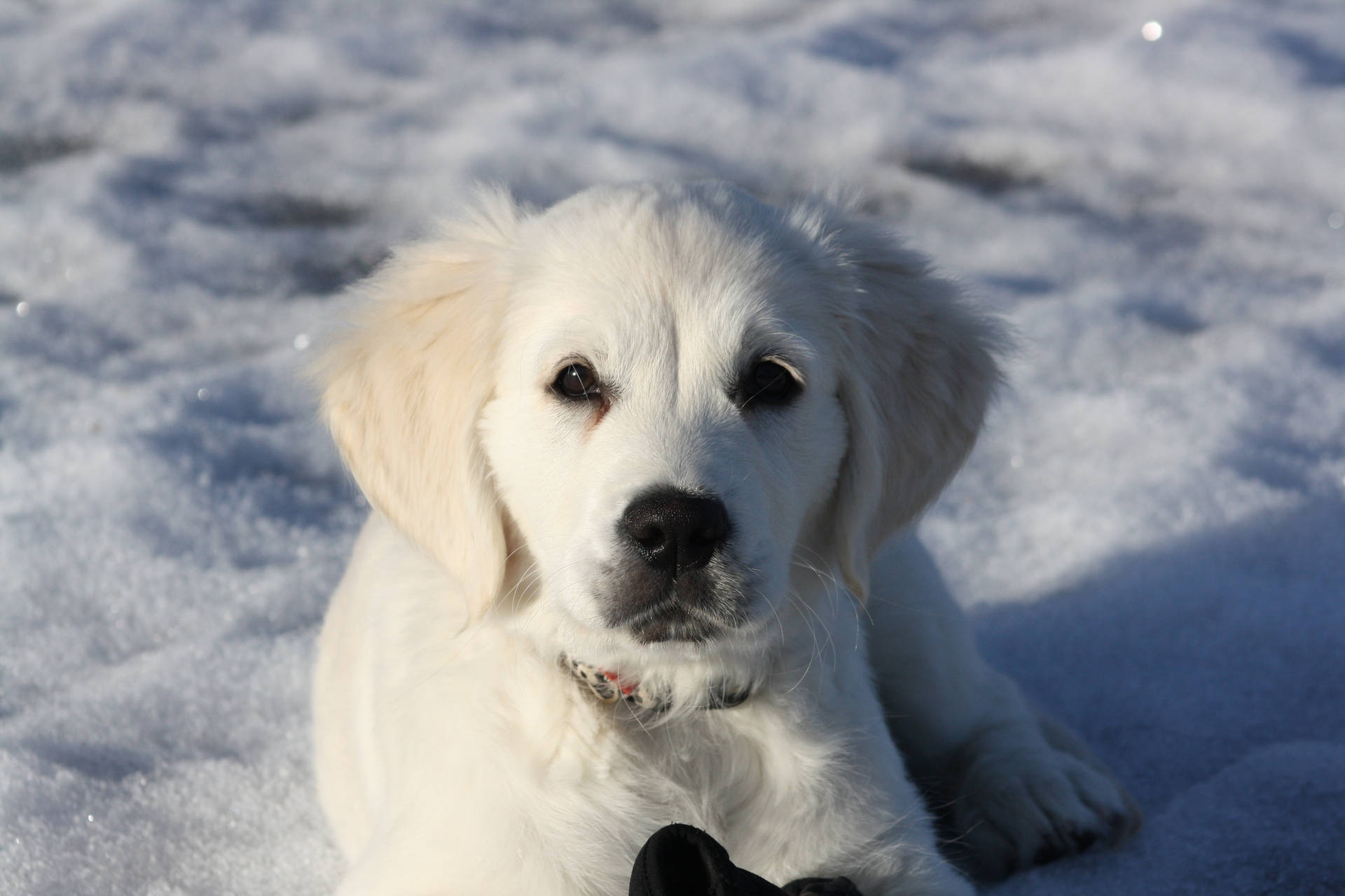 Golden retriever, puppy, white, snow, winter