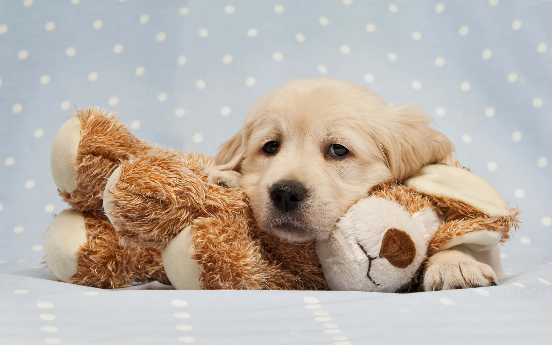 Golden Retriever Puppy Met Speelgoed Achtergrond