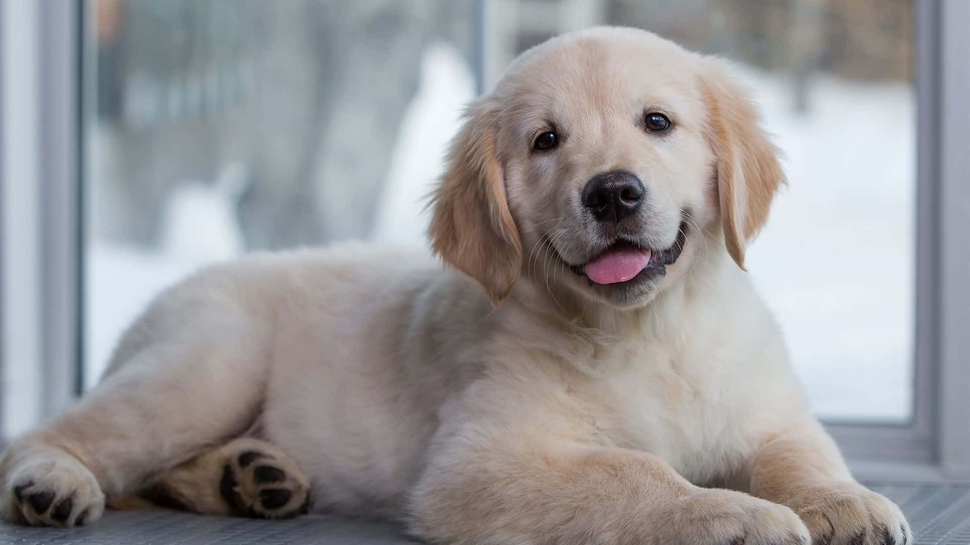 Unadorable Cachorro De Golden Retriever Mirando Hacia Arriba A La Cámara. Fondo de pantalla