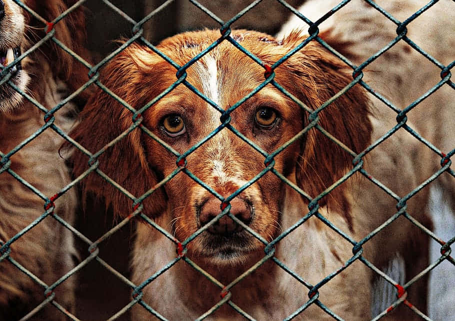 Golden Retriever Relaxing In Spacious Dog Kennel Wallpaper