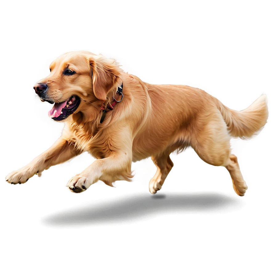 Golden Retriever Running Png 06132024 PNG