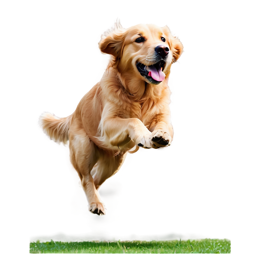 Golden Retriever Running Png Oee PNG