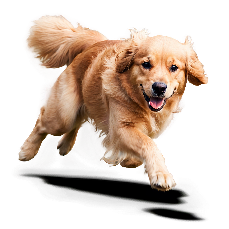 Golden Retriever Running Png Wia67 PNG