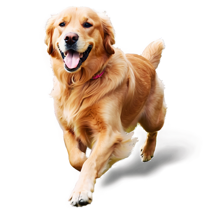 Golden Retriever Running Png Yan6 PNG