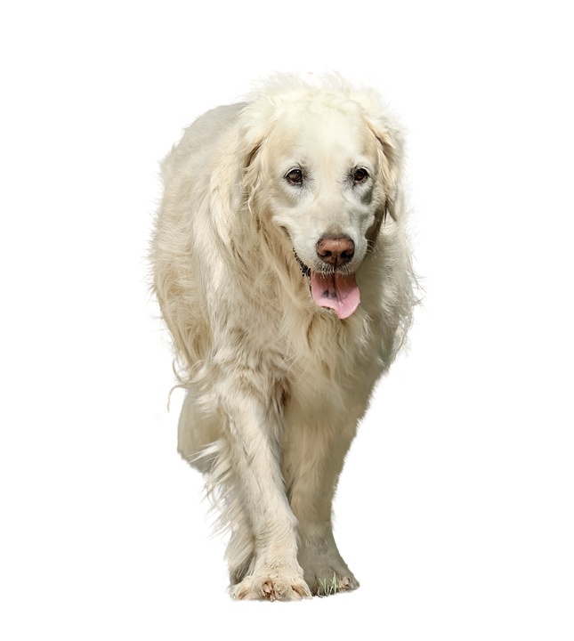 Golden Retriever Walking Tongue Out PNG