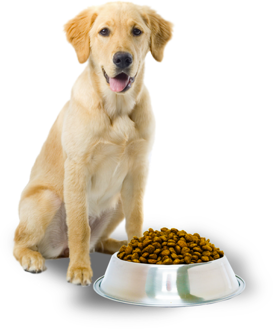 Golden Retriever With Dog Food Bowl PNG