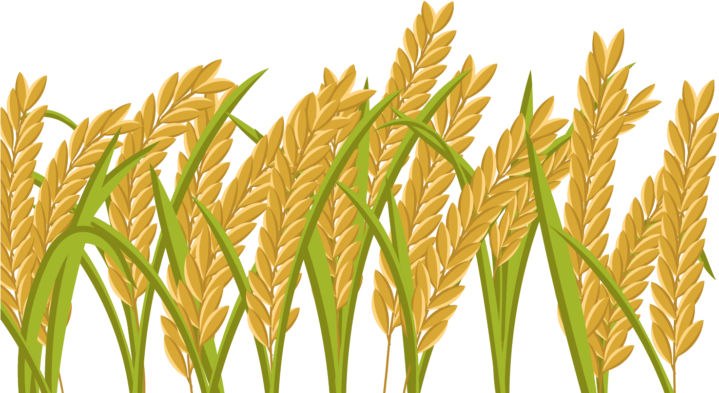 Golden Rice Stalks Illustration PNG
